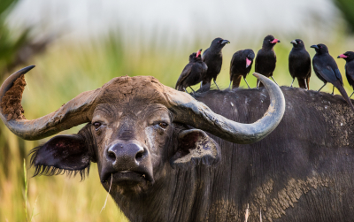 Buffalo In The Savannah With Birds On Its Back Africa  Uganda