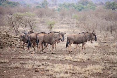 Safari Afrika | Xtreme Adventures