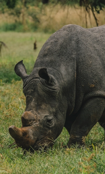 Safari Afrika | Xtreme Adventures