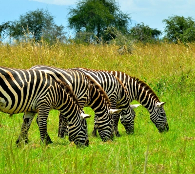 Safari Afrika | Xtreme Adventures