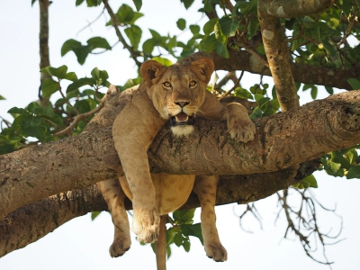 Safari Afrika | Xtreme Adventures